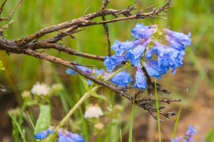 Blue Flowers In The Rain