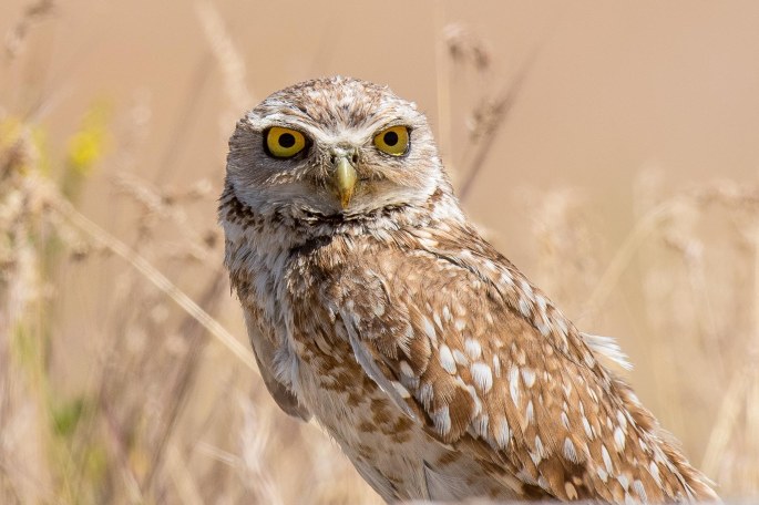 Burrowing Owl Beside The Road On Antelope Island