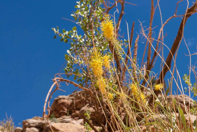 Capitol Yellow Flower
