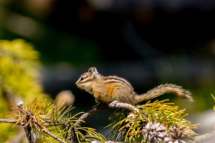 Chipmunk Out On A Limb