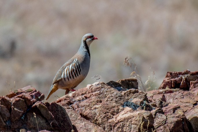 Chukar