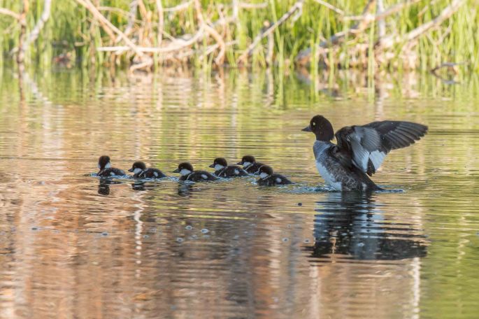 Common Goldeneye Flying Lesson