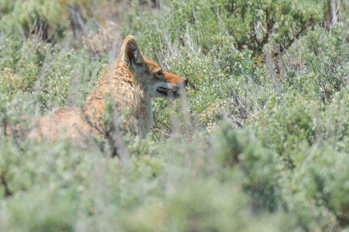 Coyote in Hiding