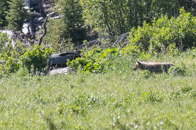 Coyote Looking For A Meal
