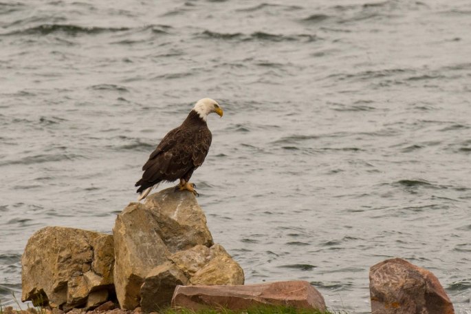 Eagle On Rock