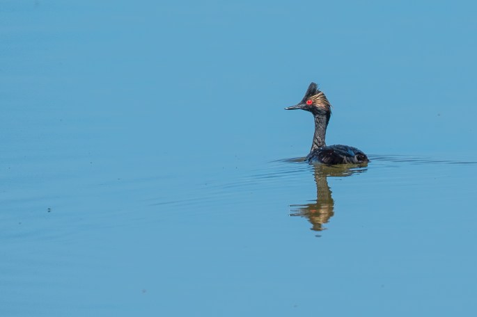 Eared Grebe