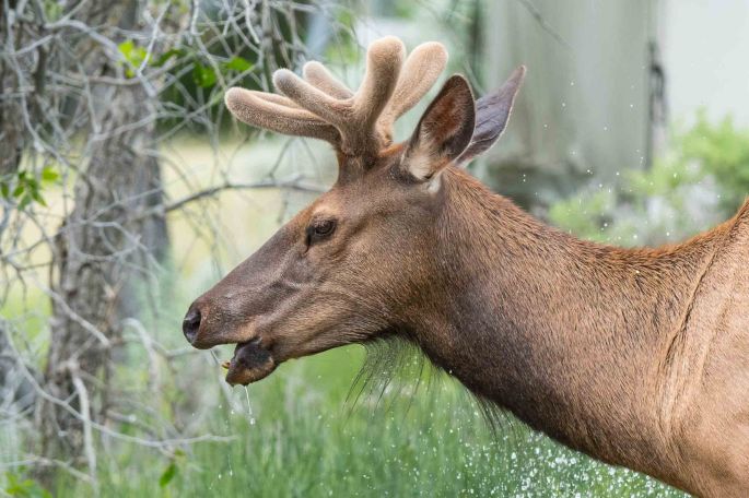 Elk In The Yard Drinking From A Sprinkler