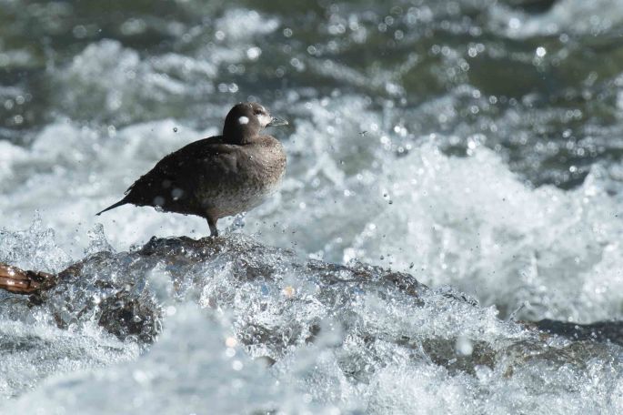 Female Harlequin Duck