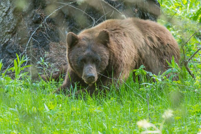 First Bear Of The Day