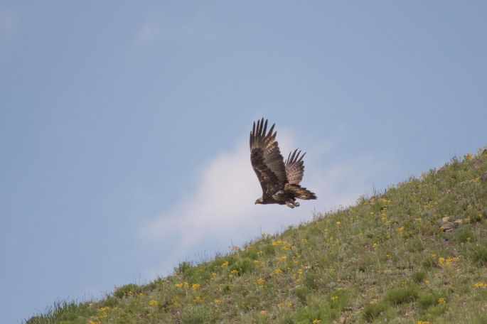 Golden Eagle Takes To Flight