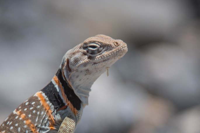 Great Basin Collared Lizard Detail