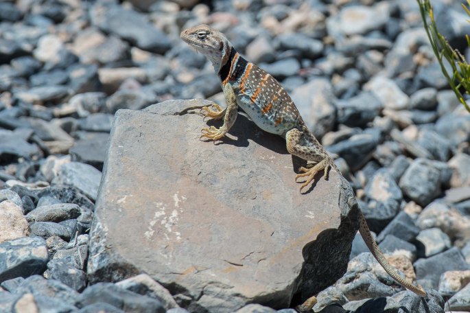 Great Basin Collared Lizard