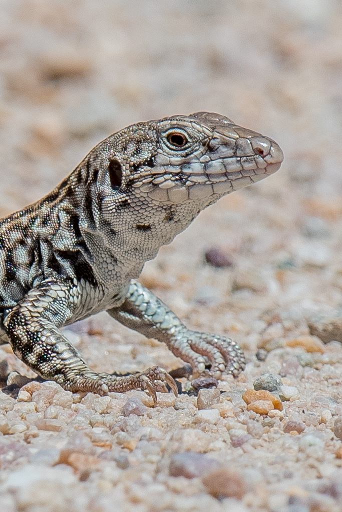 Great Basin Whiptail Lizard Detail