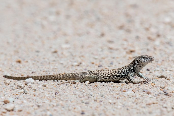 Great Basin Whiptail Lizard