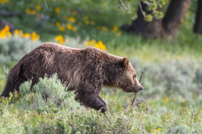 Grizzly On The Move