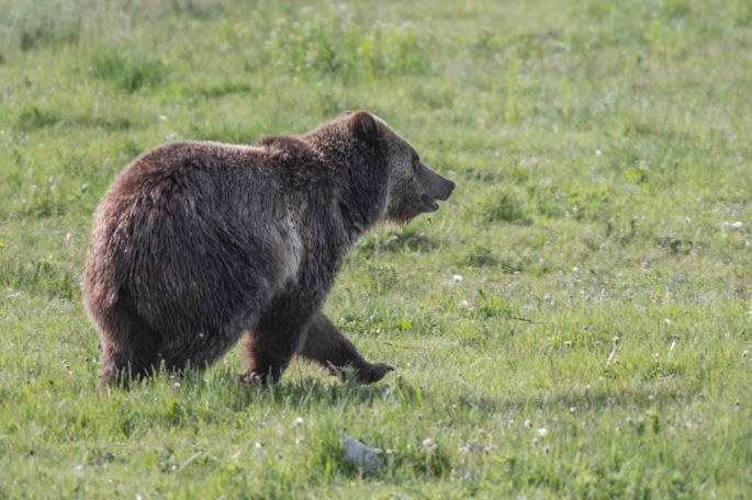 Grizzly Success