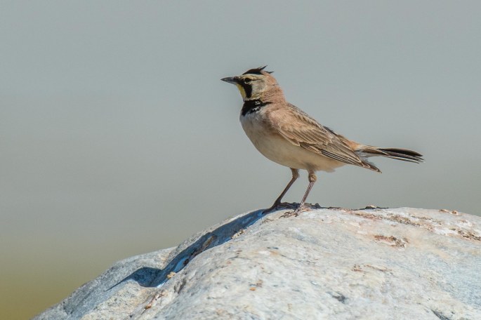 Horned Lark
