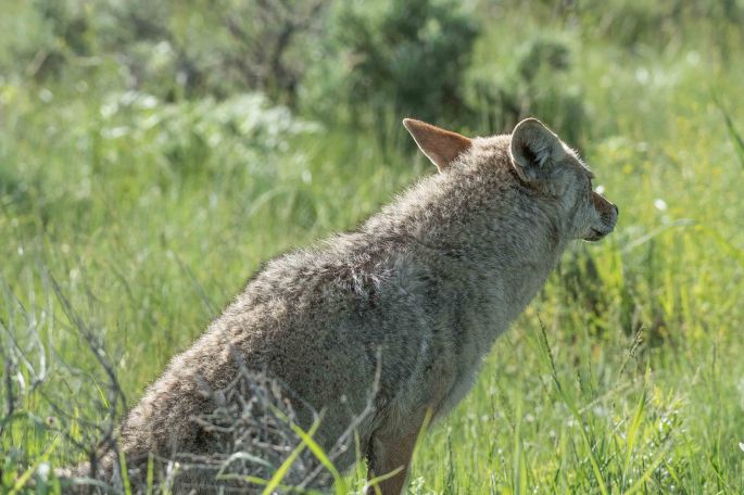 Lady Coyote Having Relief