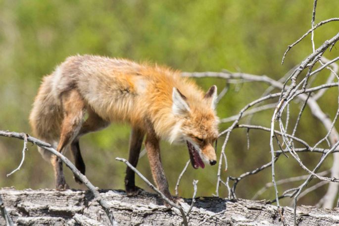 Lady Fox Walking The Log