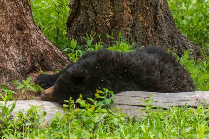 Let Sleeping Bears Lie