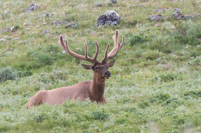 Male Elk With Nice Rack