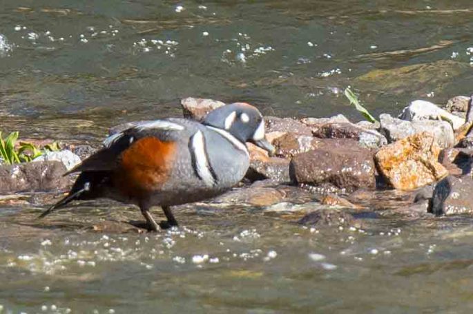 Male Harlequin Duck