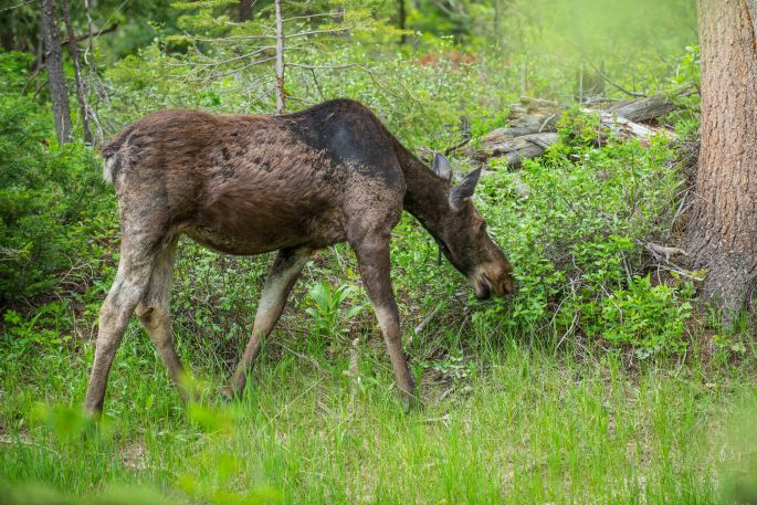 Moose Having Some Tasty Leaves