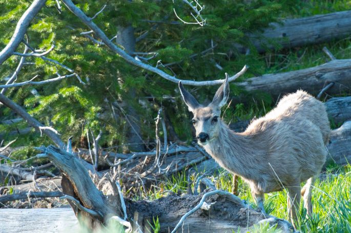 Mule Deer Wondering What We Were Looking At