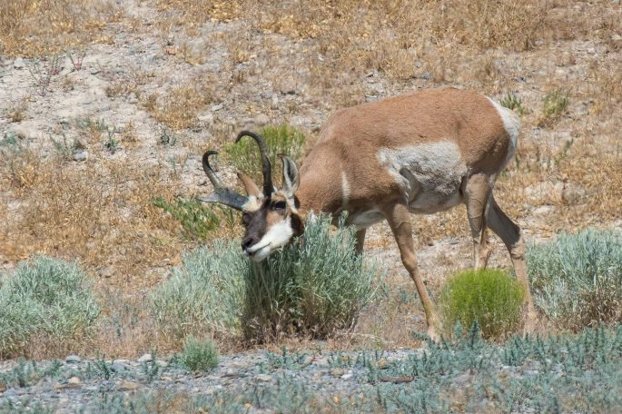 Neck Scratch On Sagebrush