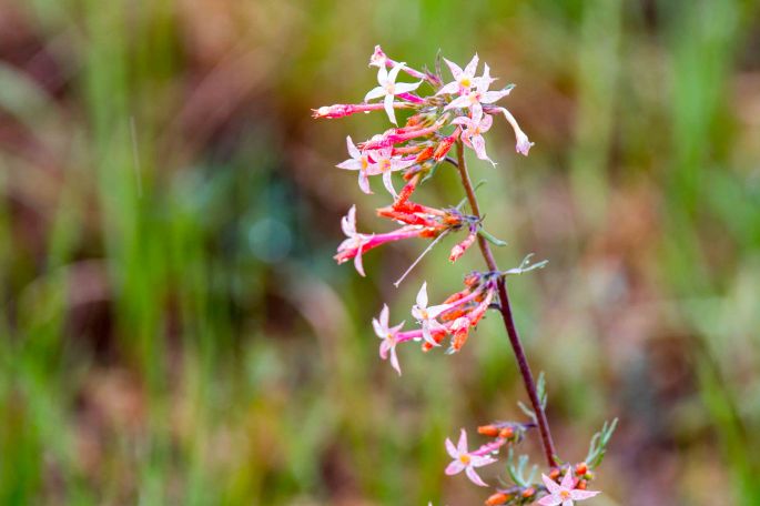 Pink Flowers