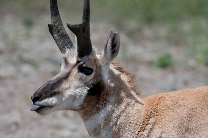 Pronghorn Tongue