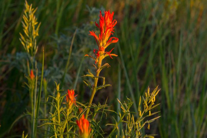 Red Sunset Flower