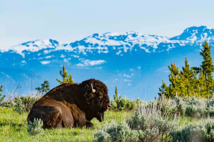 Relaxing Bison
