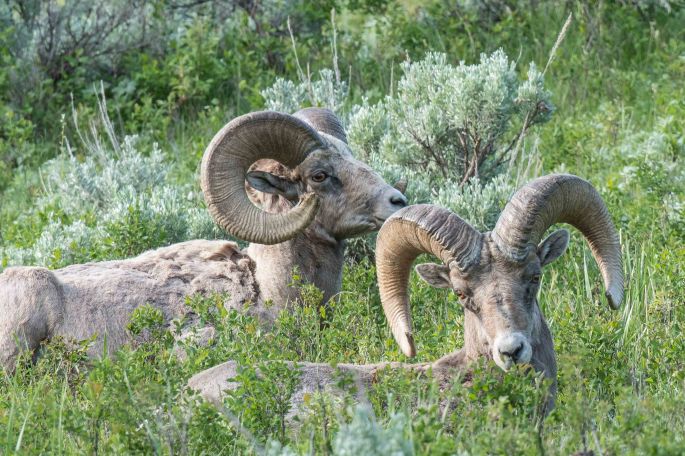 Resting Bighorns