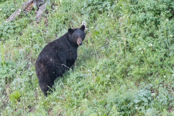Rosie The Black Bear Mama
