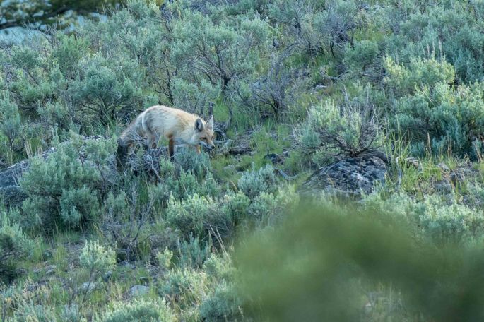 Slinking Through The Sagebrush