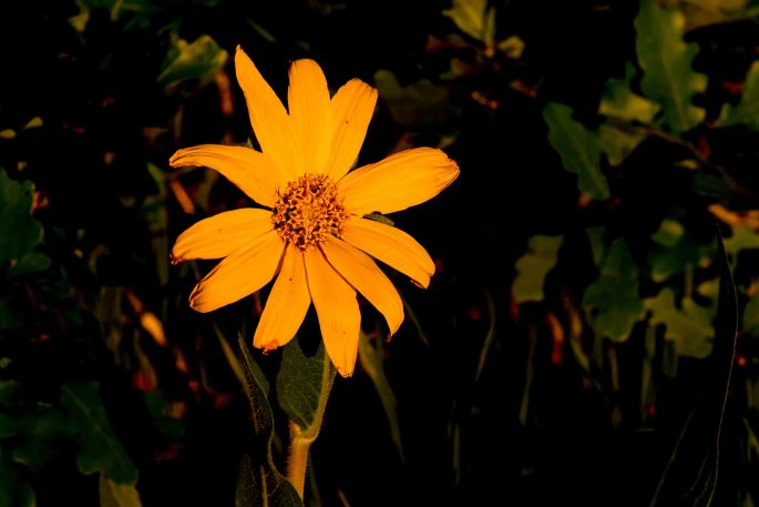 Sunset Flower