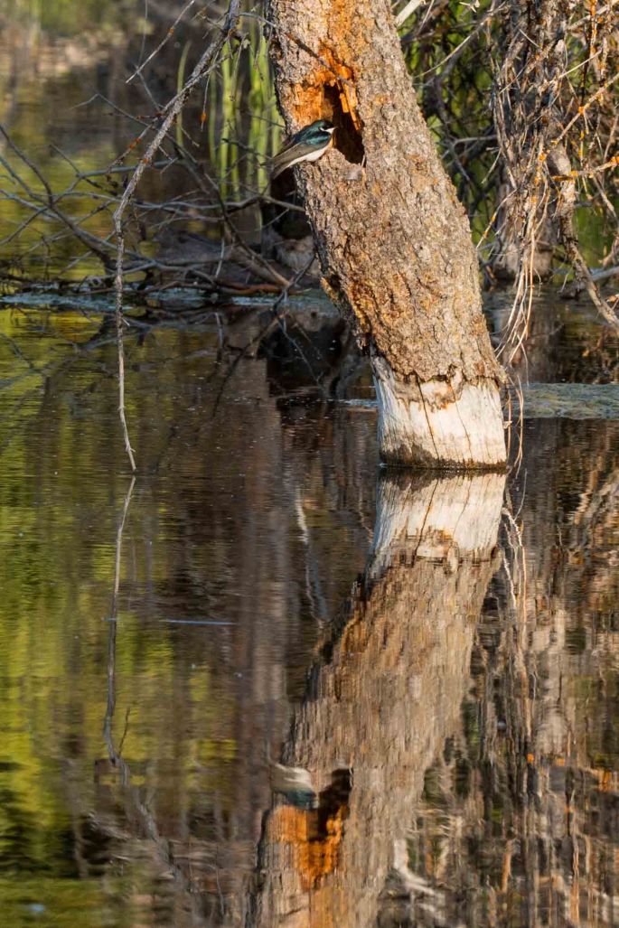 Swallow Nest and Reflection