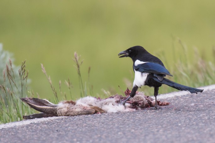 The Elusive Magpie