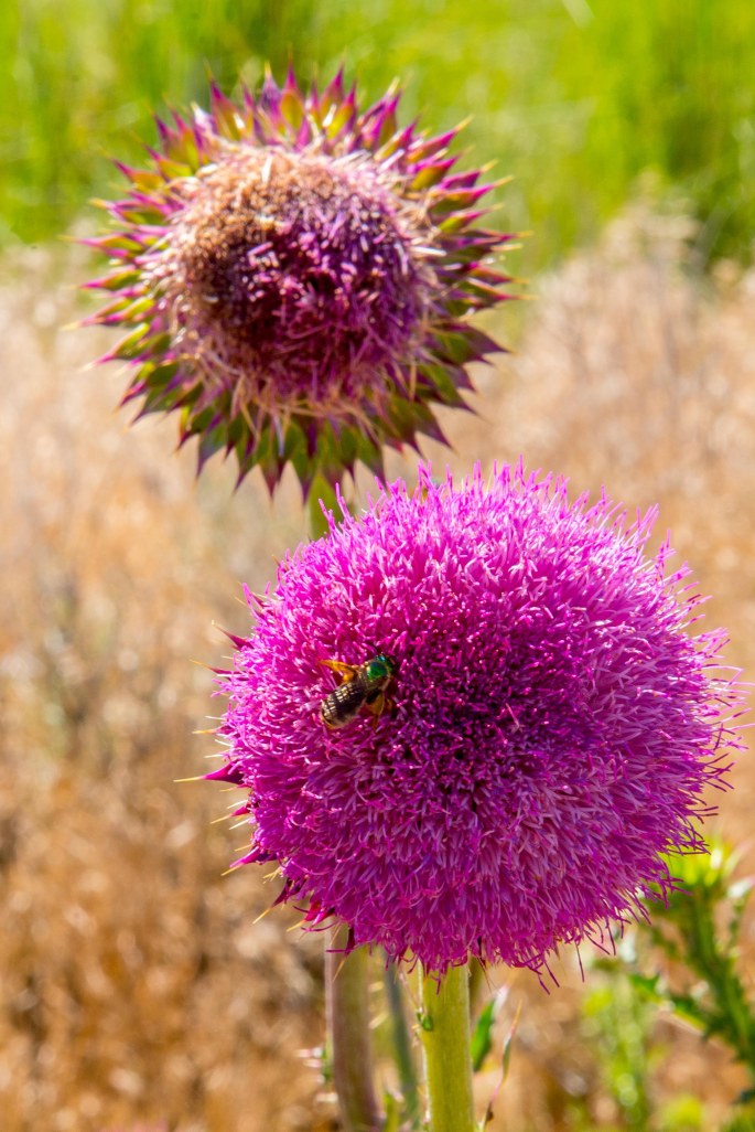 Thistle Flower with Bee