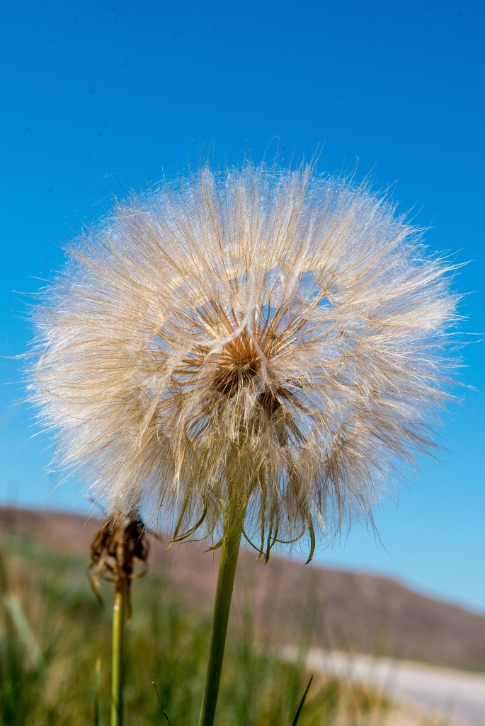 Thistle Gone To Seed