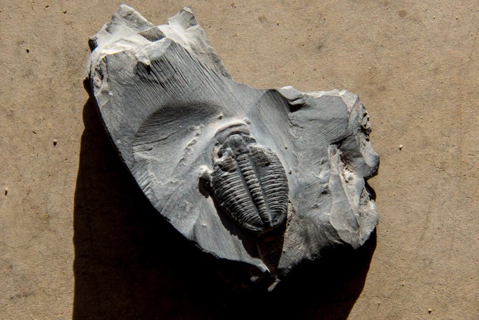Trilobite
