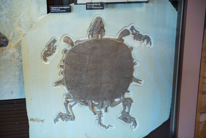 Turtle Fossil