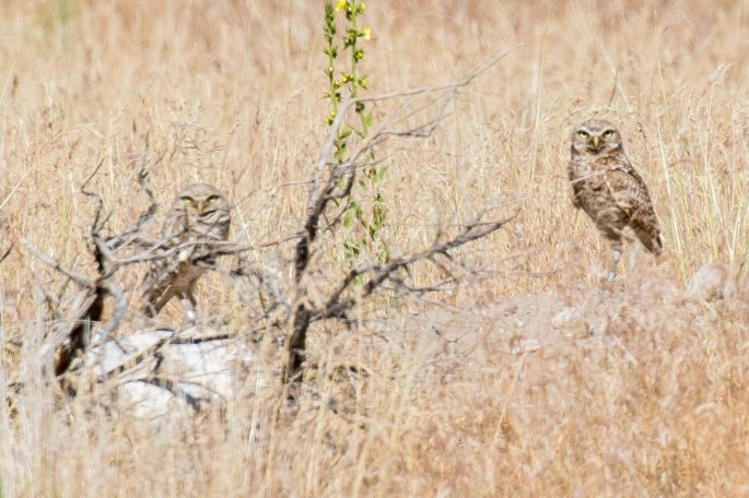Two Burrowing Owls