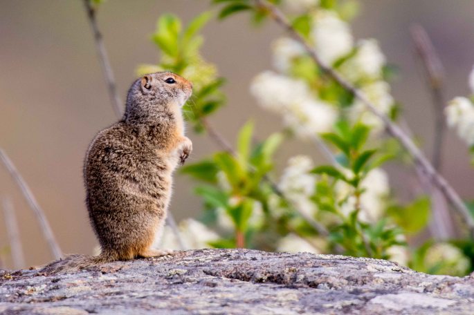 Uinta Ground Squirrel Standing Guard