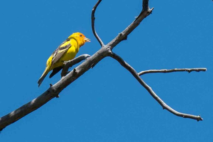 Western Tanager