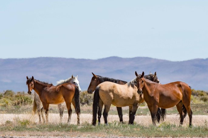 Wild Horses