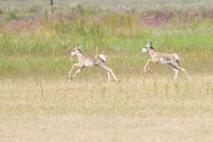 Young Pronghorns At The Race Stert