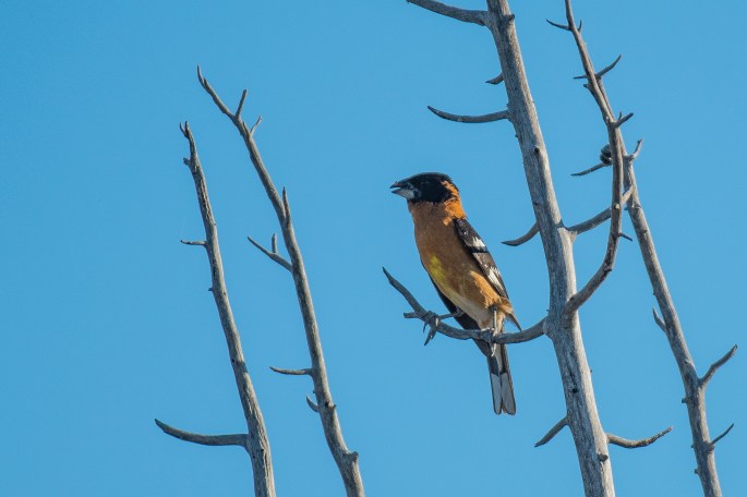 Black Headed Grosbeak