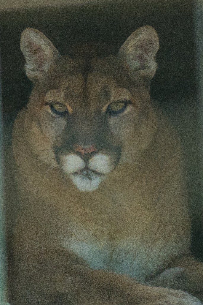 Cougar